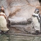Pinguinos en Huachipa