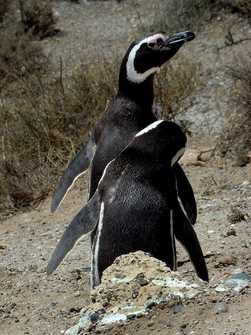 pinguinos sureños