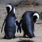 Pinguinpärchen