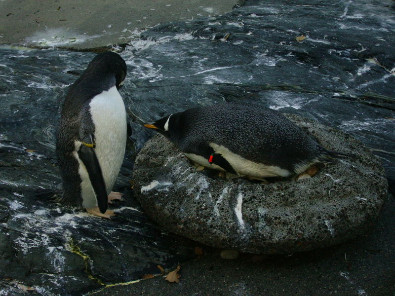 Pinguinpärchen