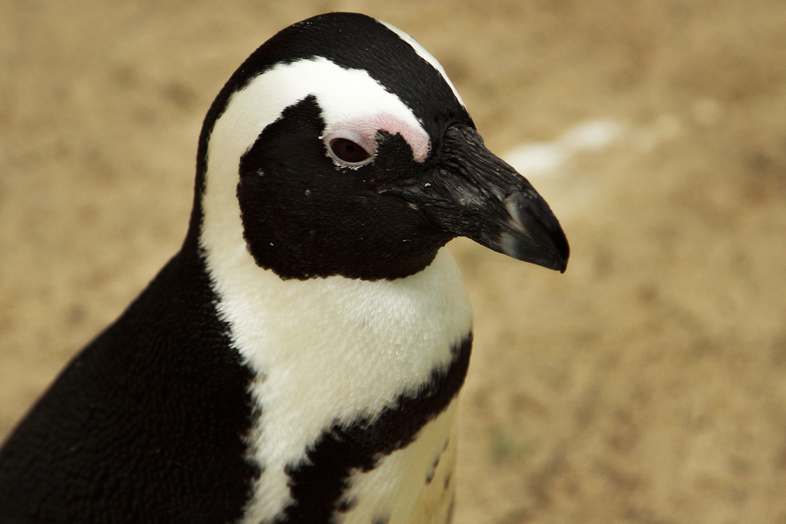 Pinguinporträt