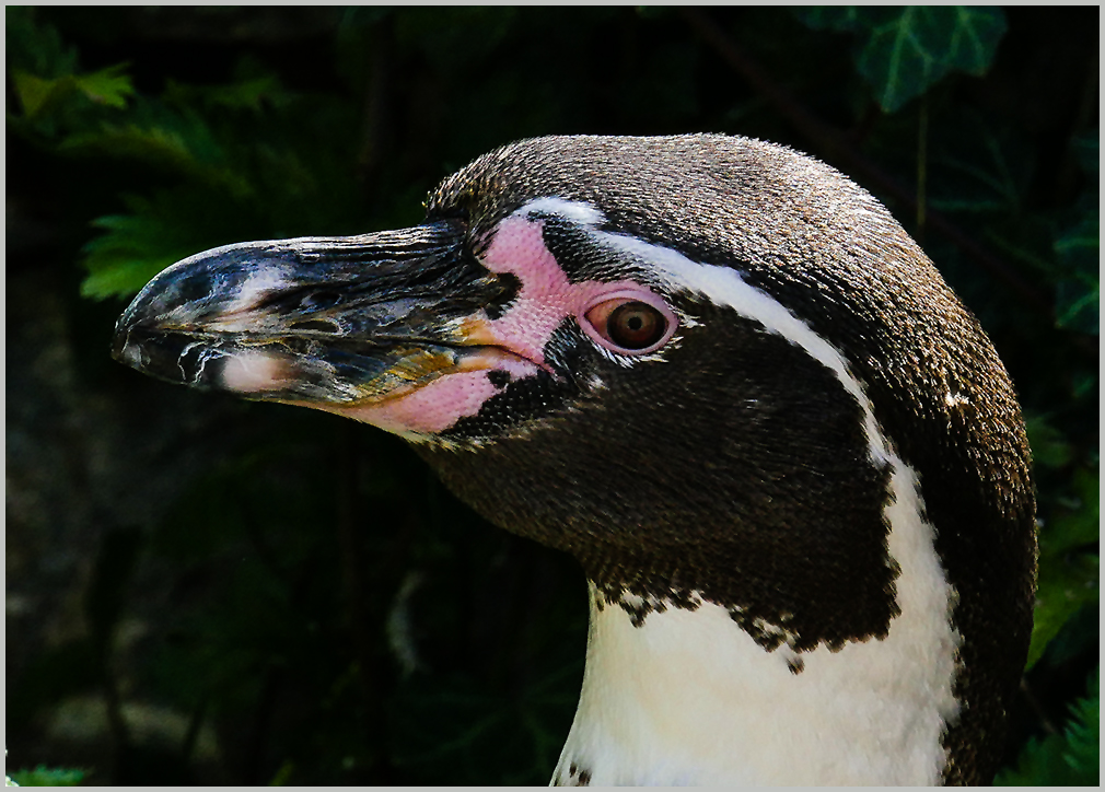 Pinguinportrait