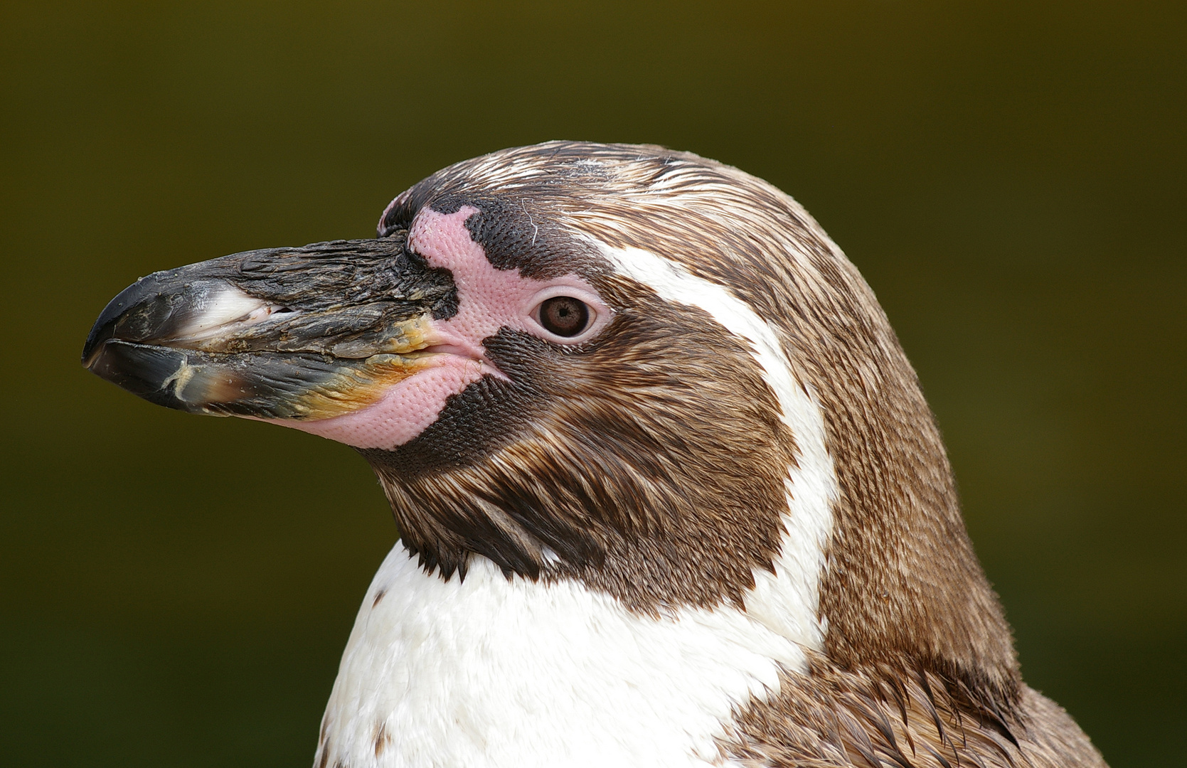 Pinguinportrait