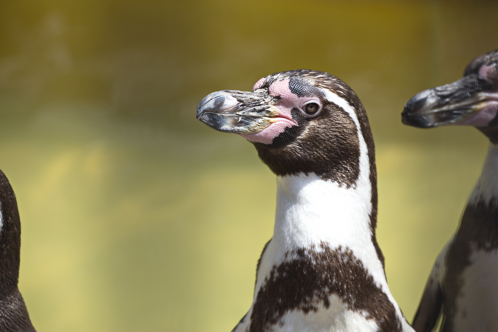 Pinguinportrait