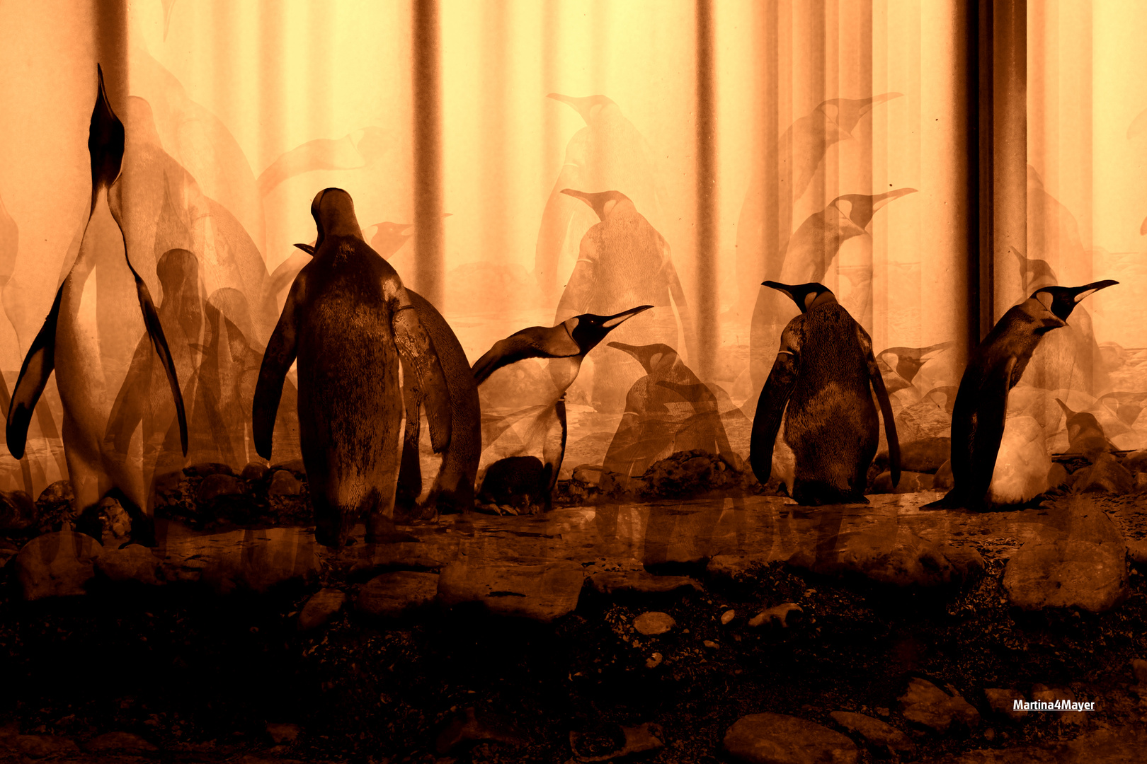 Pinguins