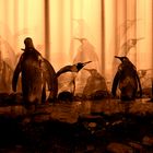 Pinguins