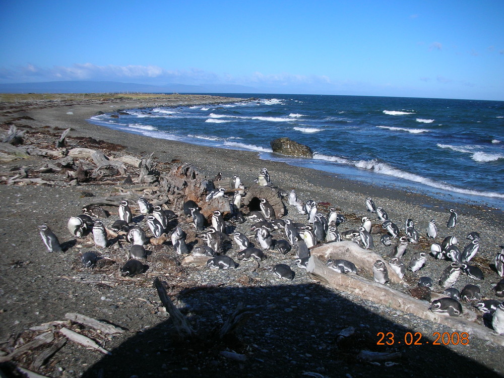 PINGUINS ANTARTIDA DEL SUR