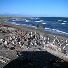 PINGUINS ANTARTIDA DEL SUR