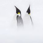 Pinguins in the storm