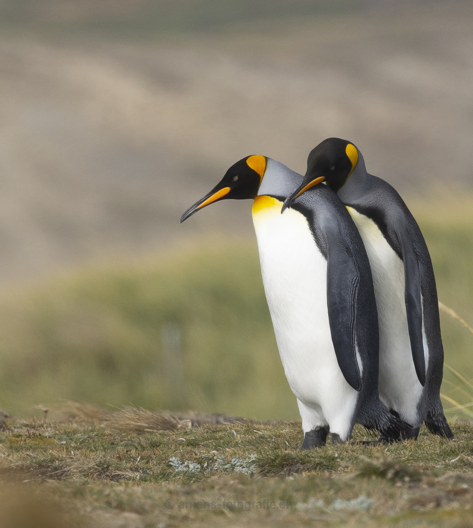 Pinguinschätzelis