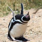 Pinguinschrei