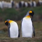 pinguinshower