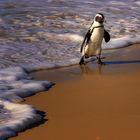 Pinguinspaziergang am Boulders Beach/Südafrika