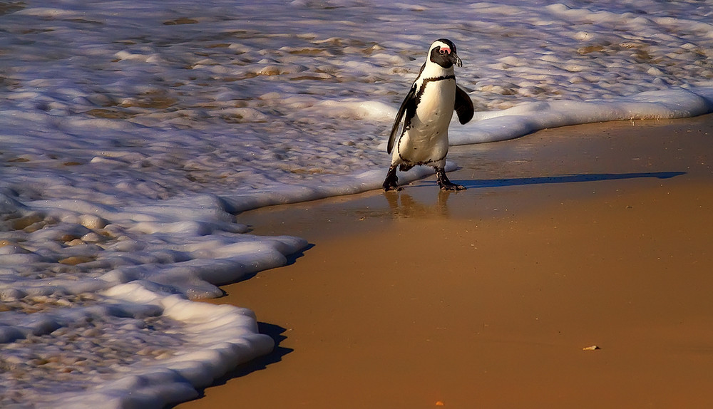 Pinguinspaziergang am Boulders Beach/Südafrika von Ralf Laschinger