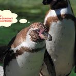 Pinguinstreit - Bild 3