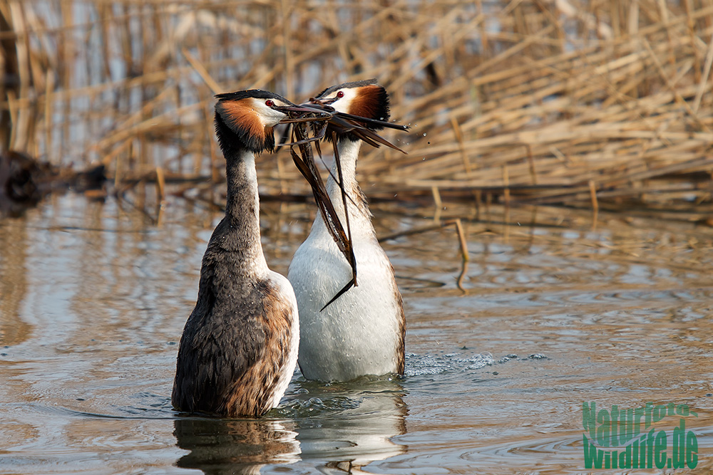 Pinguintanz der Haubentaucher