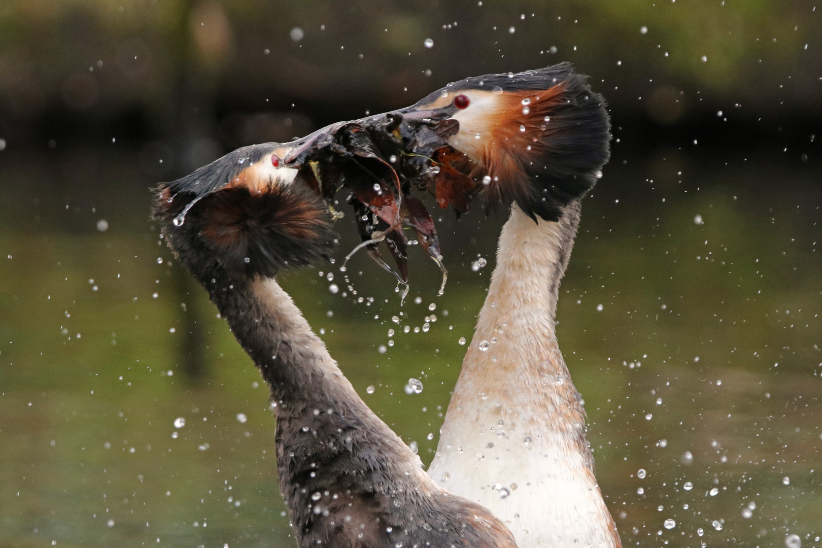 "Pinguintanz" der Haubentaucher