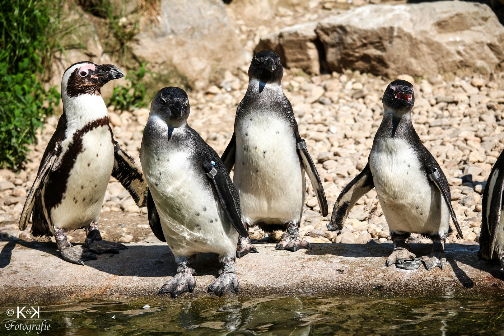 Pinguinversammlung