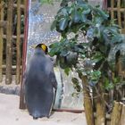 Pinguinweibchen