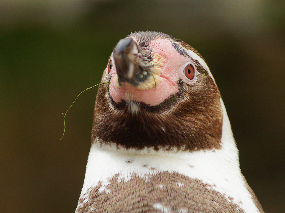 Pinguin_Zoo Krefeld