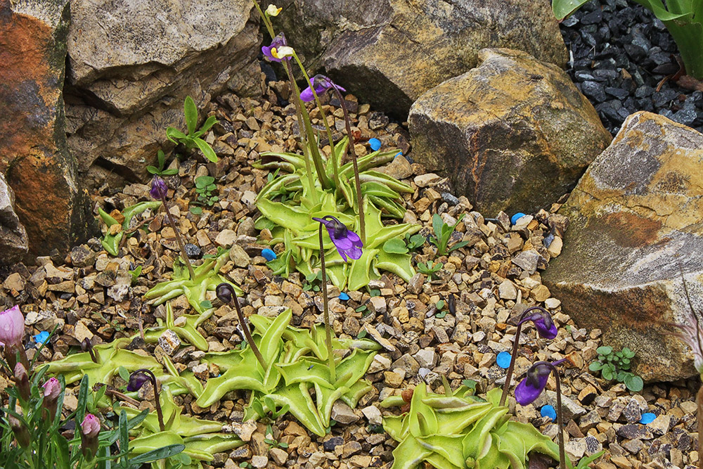 Pinguizula vulgaris