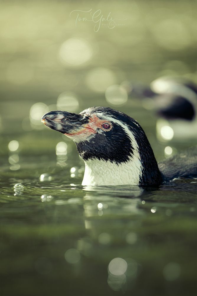 PinguPortrait