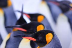 Pingus