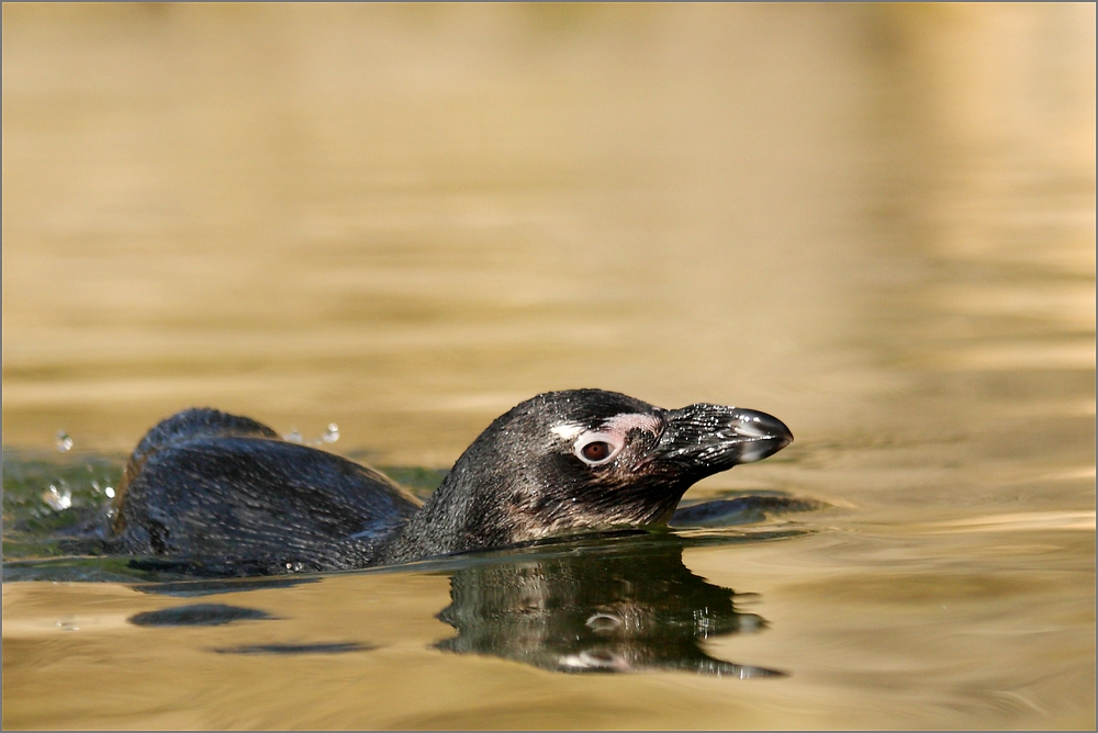 Pinguschwimm