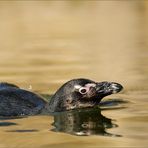 Pinguschwimm