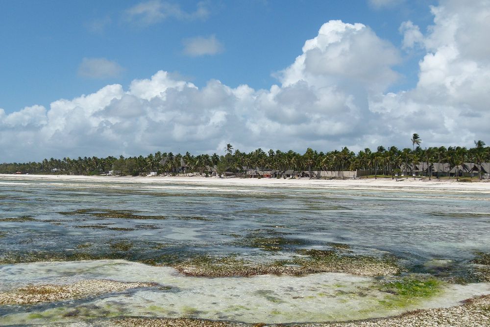 ...Pingwe Strand Zanzibar...