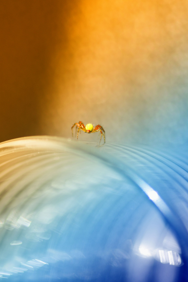 Pinhead sized spider on a bottleneck 2