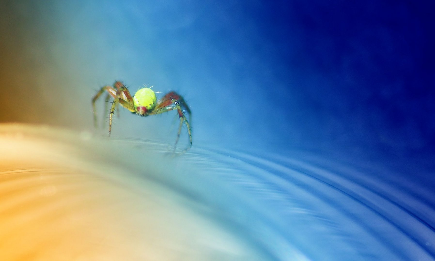 Pinhead sized spider on a bottleneck