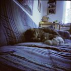 pinhole-cat 2