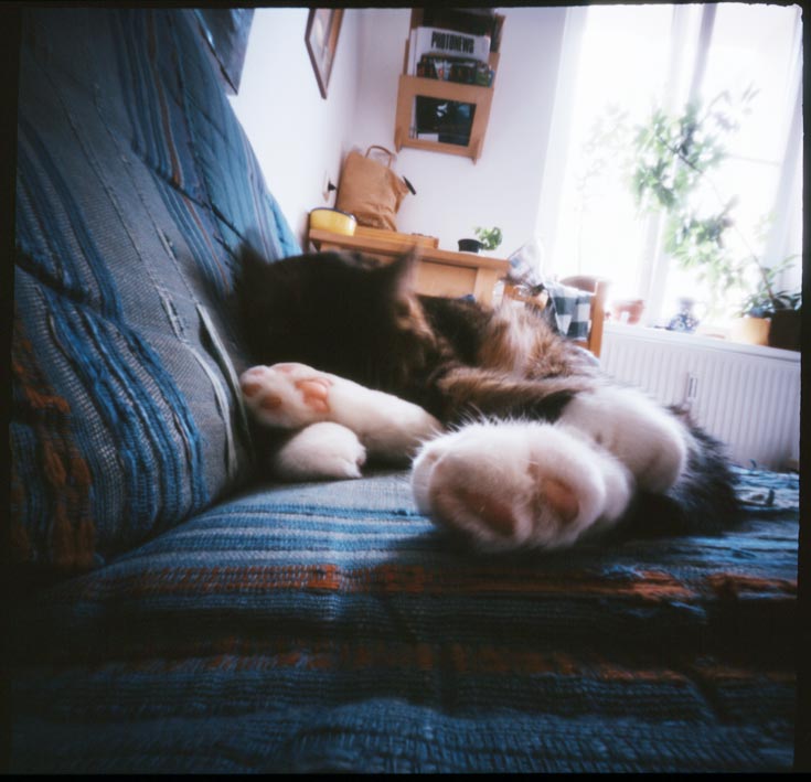 pinhole-cat