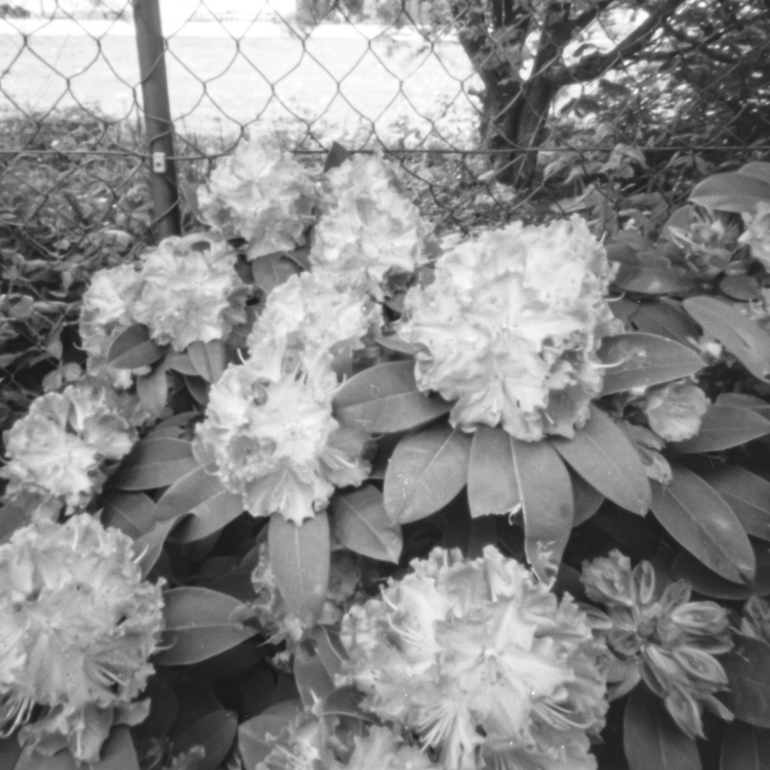 Pinhole-flowers