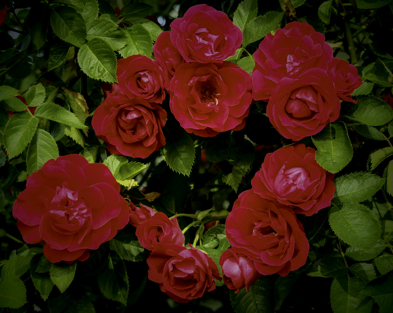 Pinhole Flowers lll