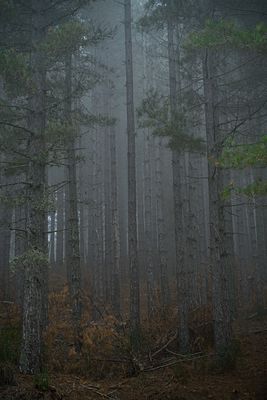 Pini nella nebbia