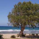 Pinie am Kretischen Strand