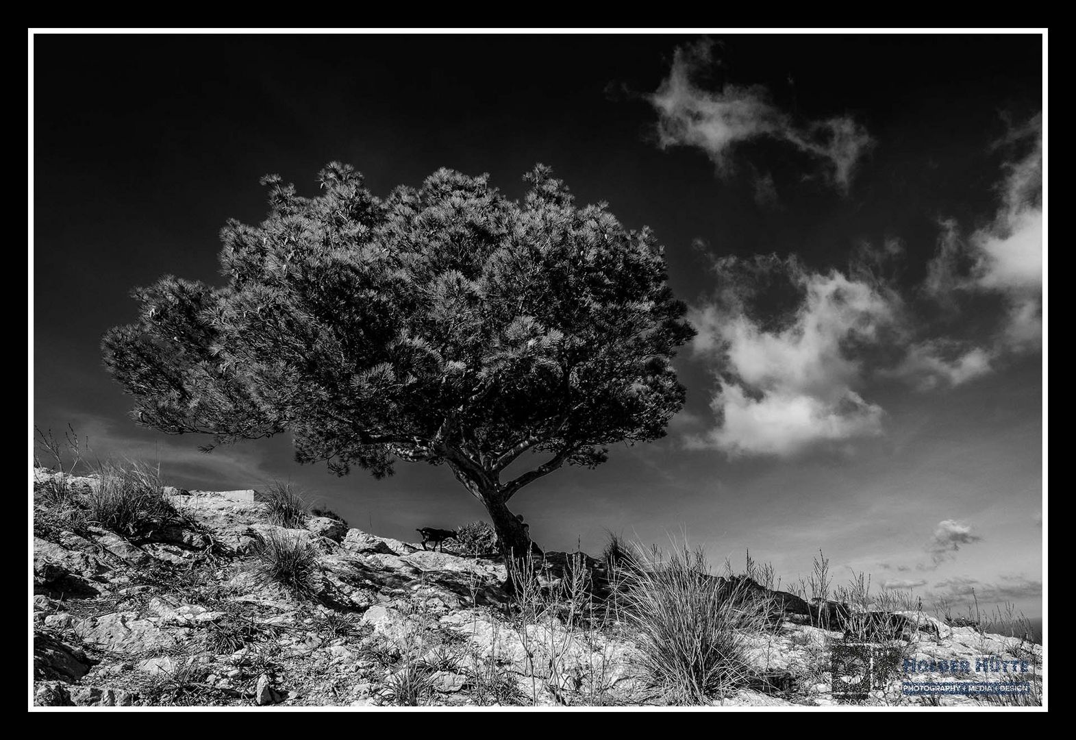 Pinie auf dem Talaia d’Alcúdia