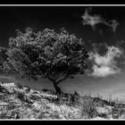 Pinie auf dem Talaia d’Alcúdia