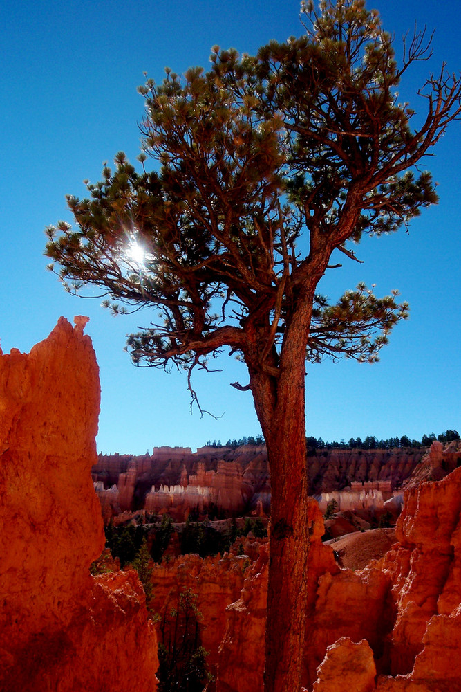 Pinie im Bryce Canyon