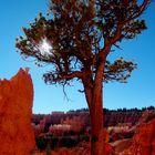 Pinie im Bryce Canyon