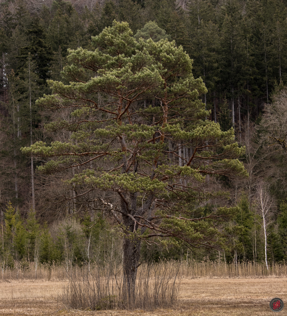 Pinie im Moor