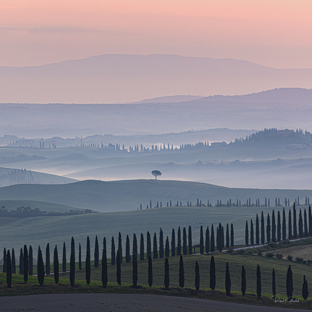 Pinie in der Crete Senesi