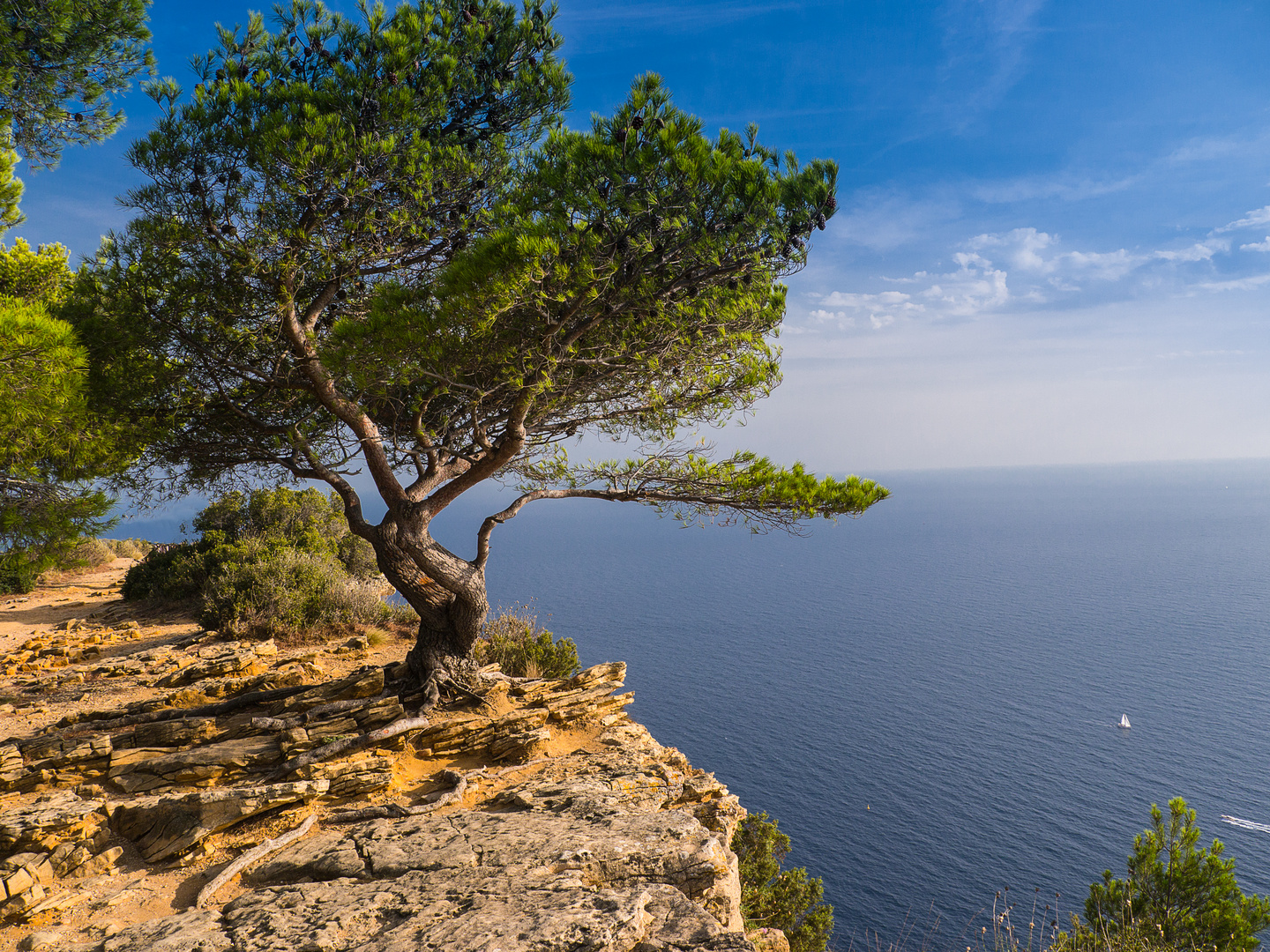 Pinie mirt Meerblick