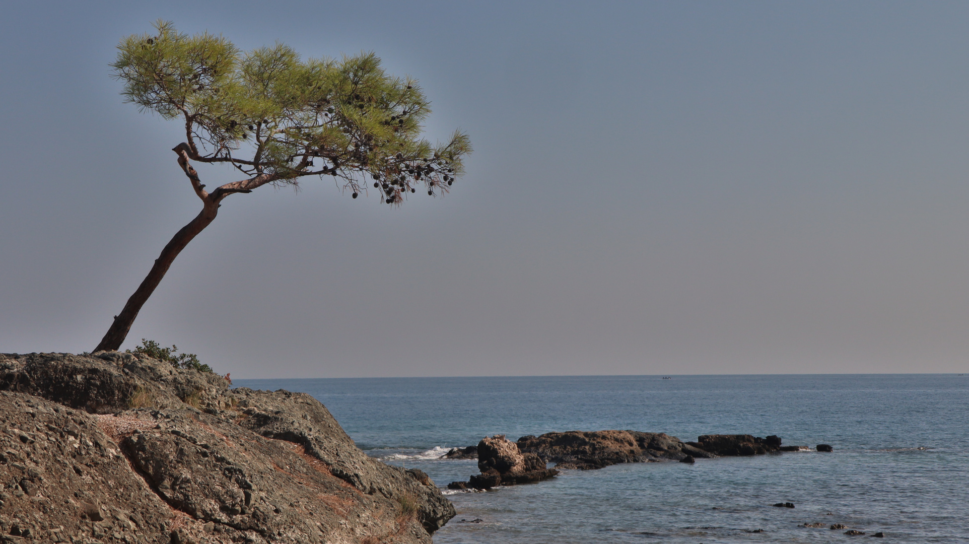 Pinien am Meer