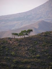 Pinien auf Chios- Griechenland