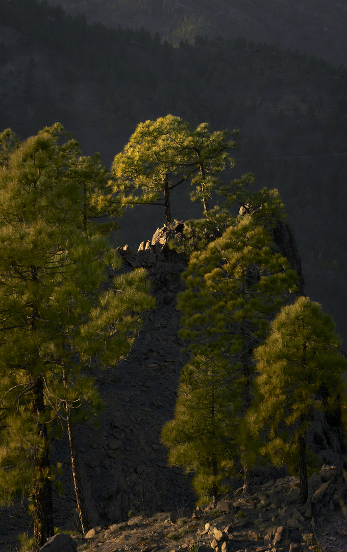 Pinien im Abendlicht 1