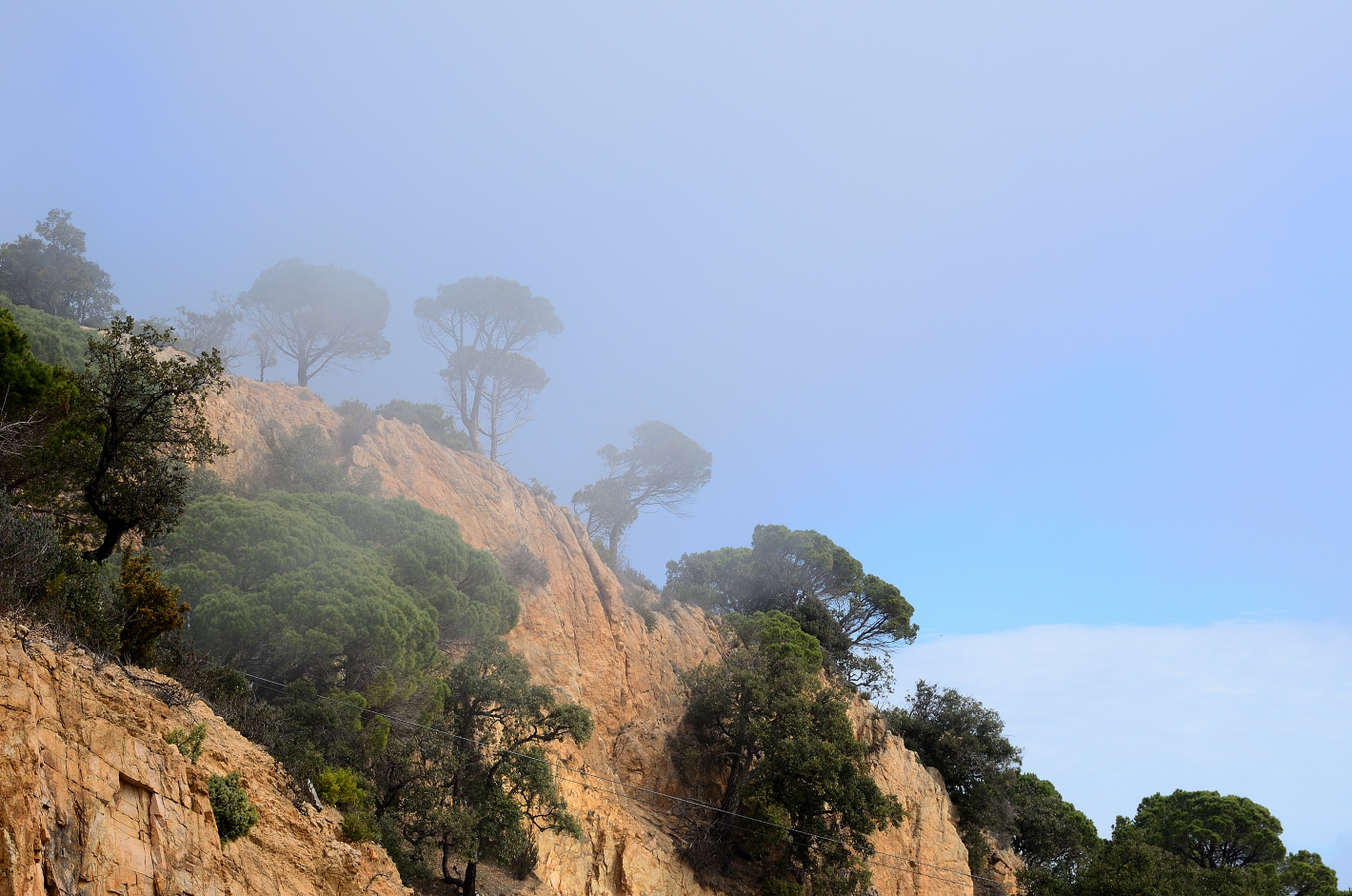 Pinien im Nebel, pine trees in the fog,  pinos en la niebla