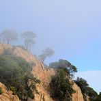 Pinien im Nebel, pine trees in the fog,  pinos en la niebla